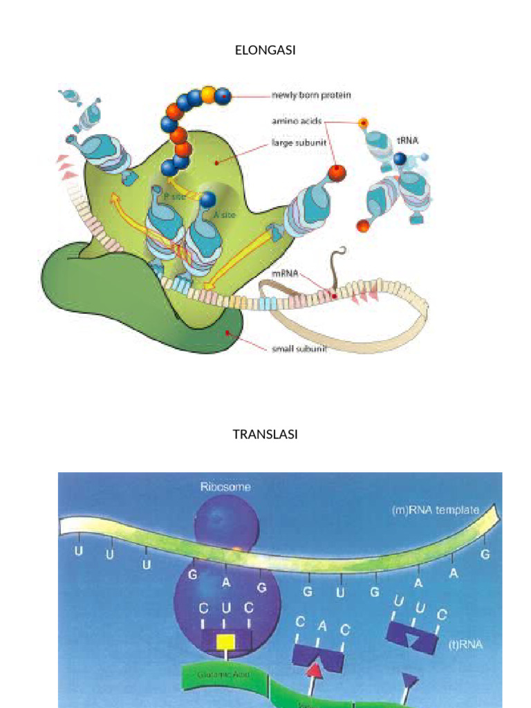 Gambar Genetik | PDF