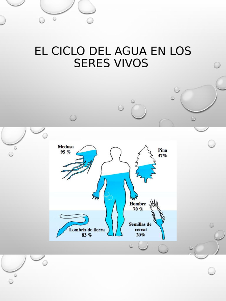 Ciclo del Agua y su Impacto en Vivos | PDF