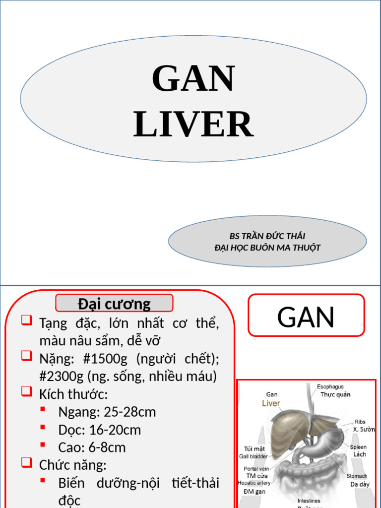GAN Liver: Bs Trần Đức Thái Đại Học Buôn Ma Thuột | PDF