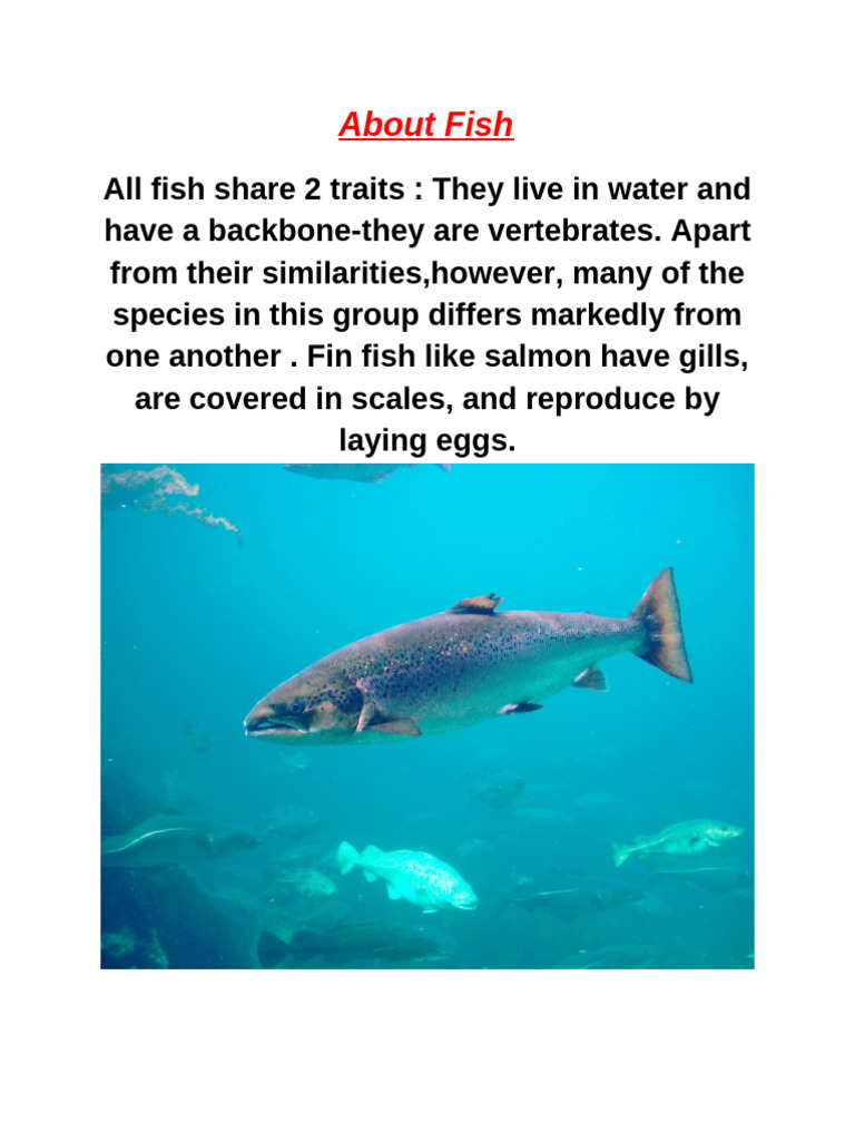 About Fish | PDF