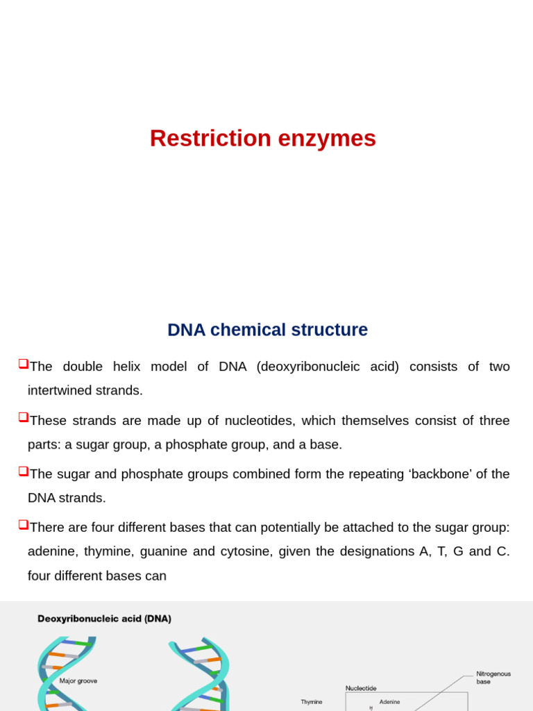 Understanding Restriction Enzymes | PDF | Restriction Enzyme | Dna