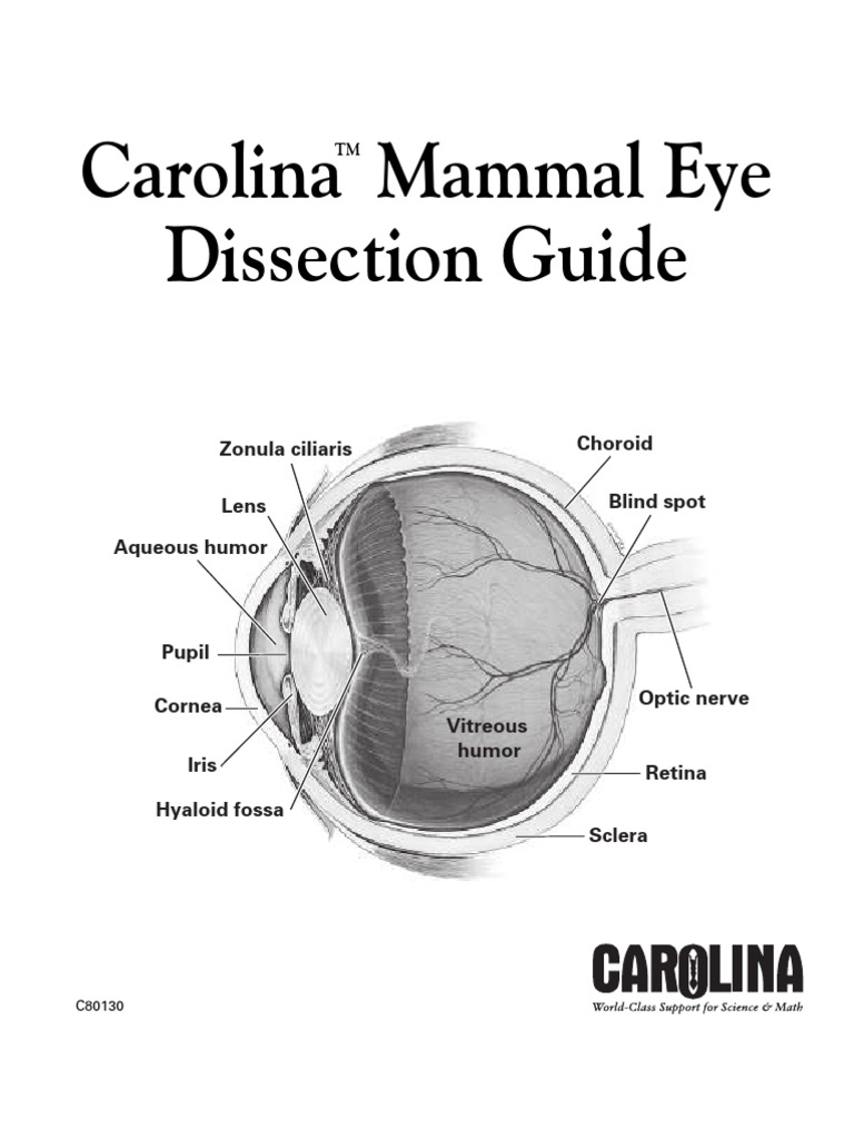 Mammal Eye Dissection Human Eye Eye