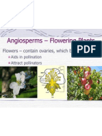 Angiosperms – Flowering Plants