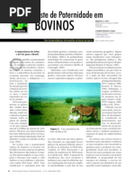 Bovino
