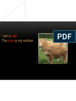 Calf Cow: Iama - The Is My Mother