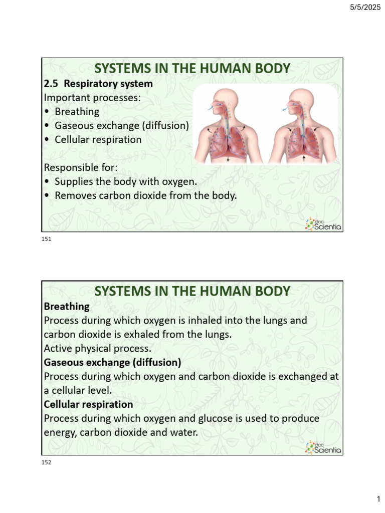 Overview of the Human Respiratory System | PDF | Respiratory System | Lung