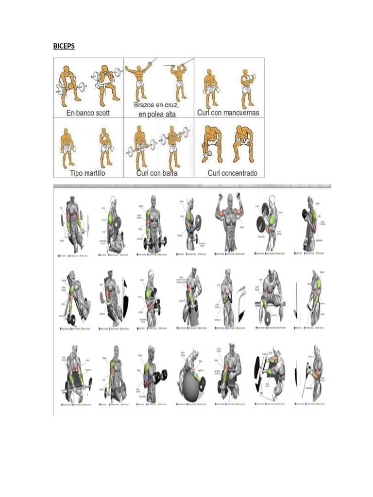 Biceps | PDF