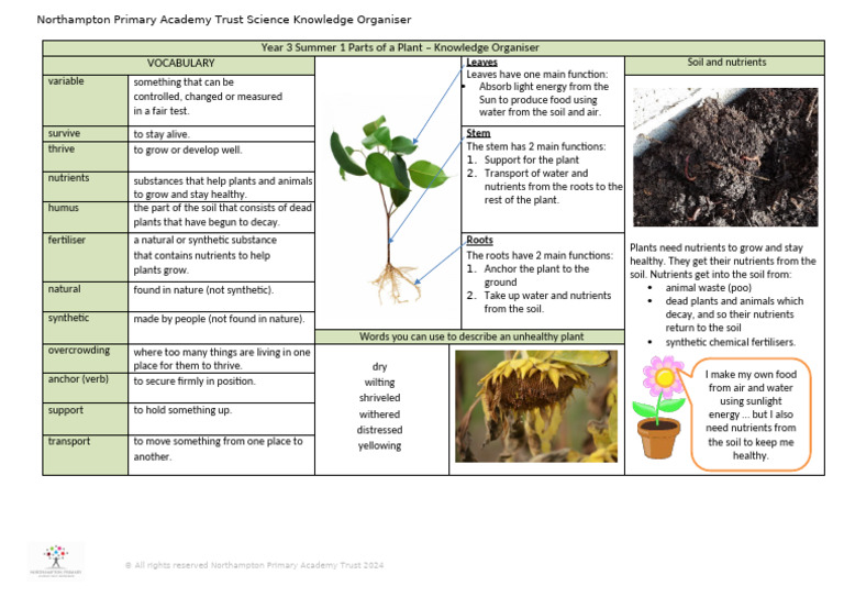 Year 3 Plant Parts Knowledge Organiser | PDF | Soil | Plants