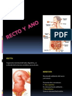 Recto y ano de Abel