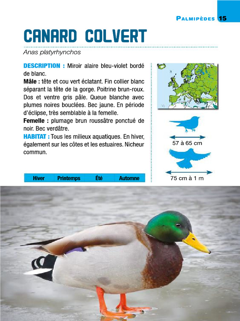 Canard Colvert | PDF