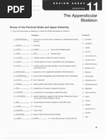 Download Chapter 11_The Appendicular Skeletal System by medianoche1 SN90873520 doc pdf