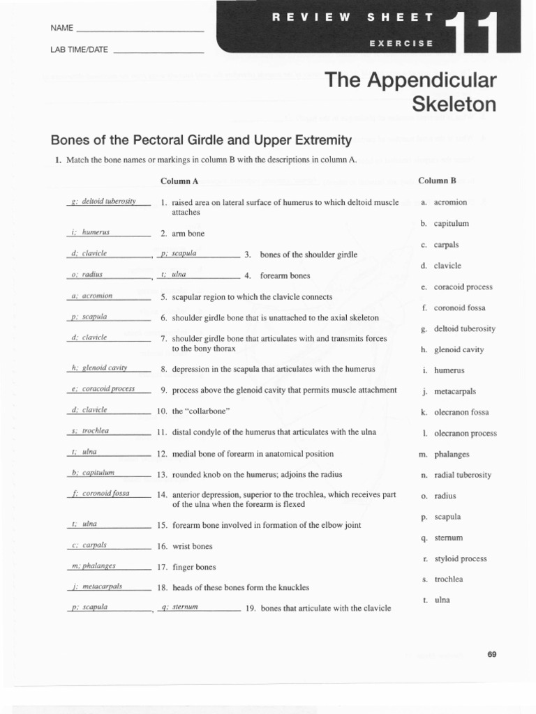 worksheet Axial Skeleton Worksheet chapter 11 the appendicular skeletal system pelvis anatomical terms of location
