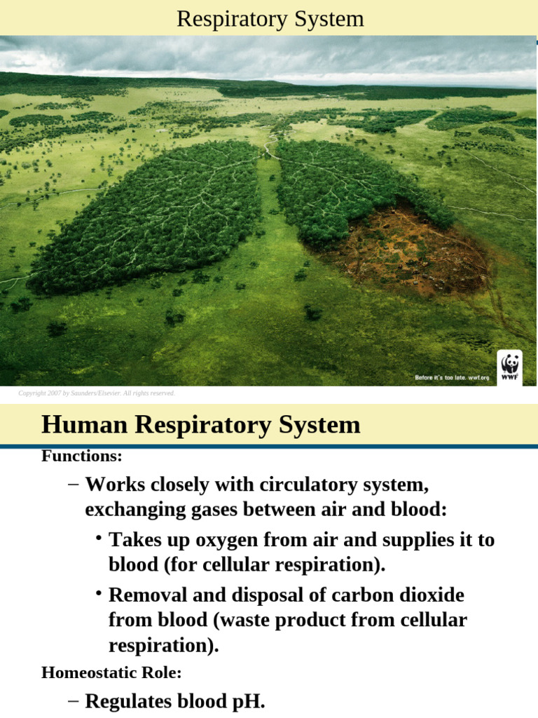 Overview of the Human Respiratory System | PDF | Respiratory Tract | Lung