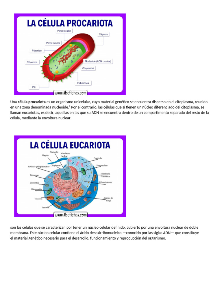 Estructura de Células Procariotas y Eucariotas | PDF
