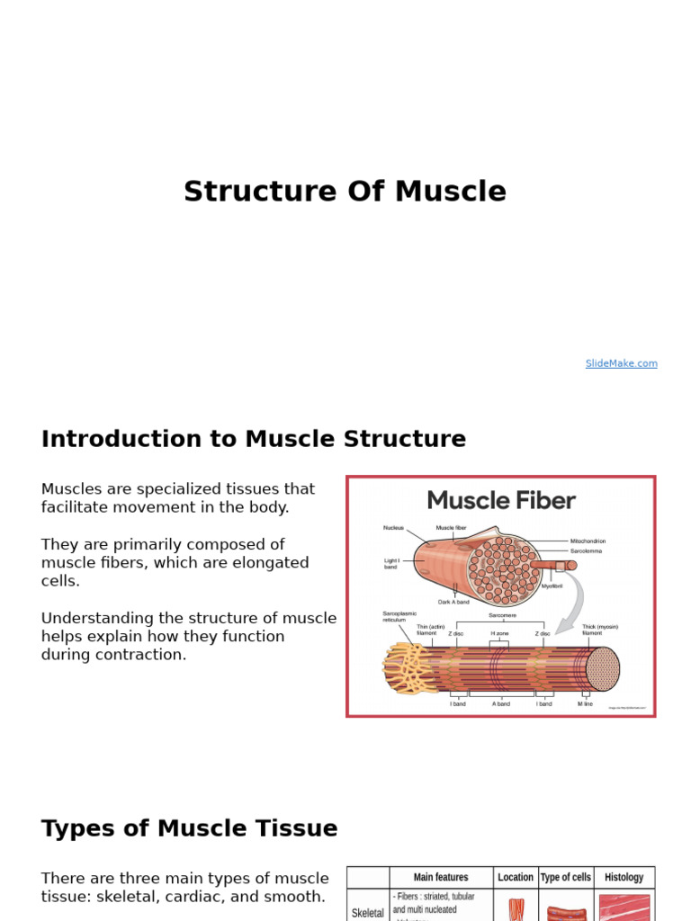 Anatomy of Muscle Structure Explained | PDF | Muscle Contraction ...