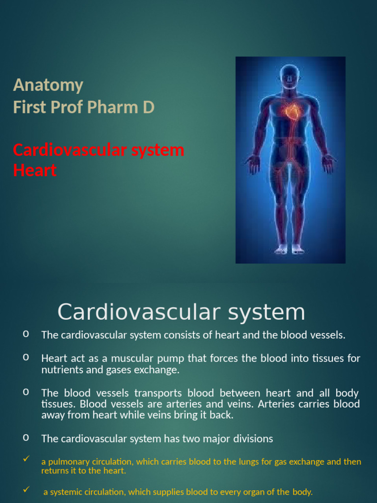 Heart Anatomy and Function Overview | PDF | Heart Valve | Coronary ...