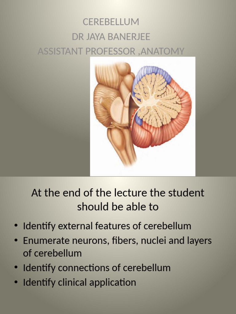 PCSGMCH Cerebellum | PDF | Cerebellum | Nervous System