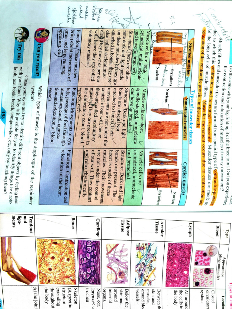 Tissue | PDF