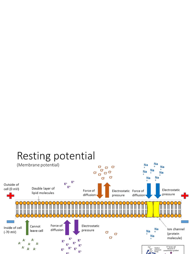 Action Potential - Fixed | PDF