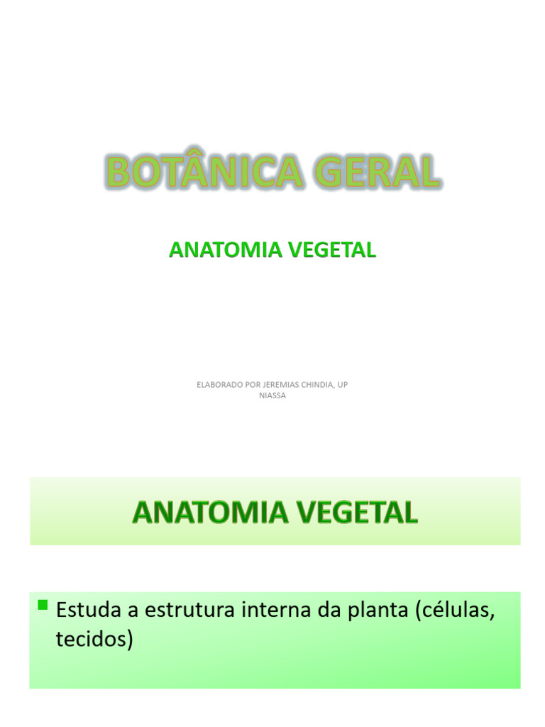 Estrutura e Função do Periciclo | PDF | Raiz | Biologia