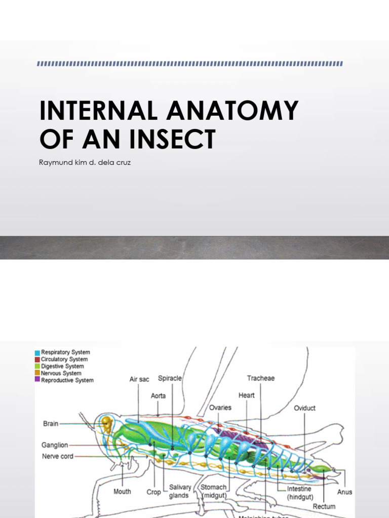 Insect Internal Anatomy Overview | PDF | Neuron | Cellular Respiration
