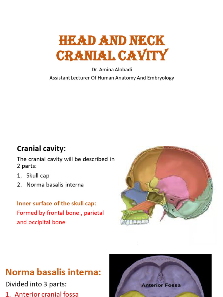 Cranial Cavity and Orbital Anatomy | PDF