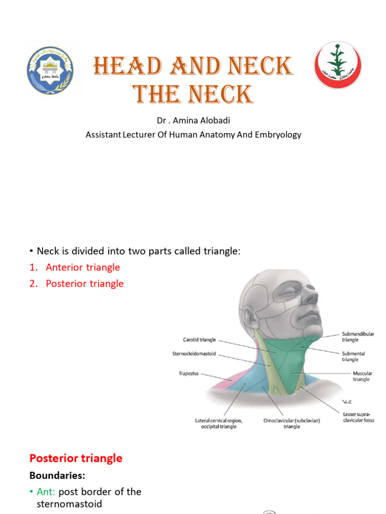 Lecture 8 Triangles of Neck | PDF | Neck | Common Carotid Artery