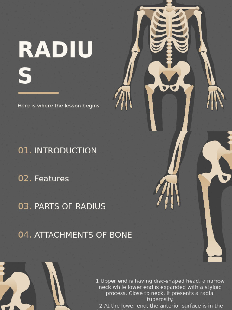 Anatomy of the Radius Bone Explained | PDF | Limbs (Anatomy ...