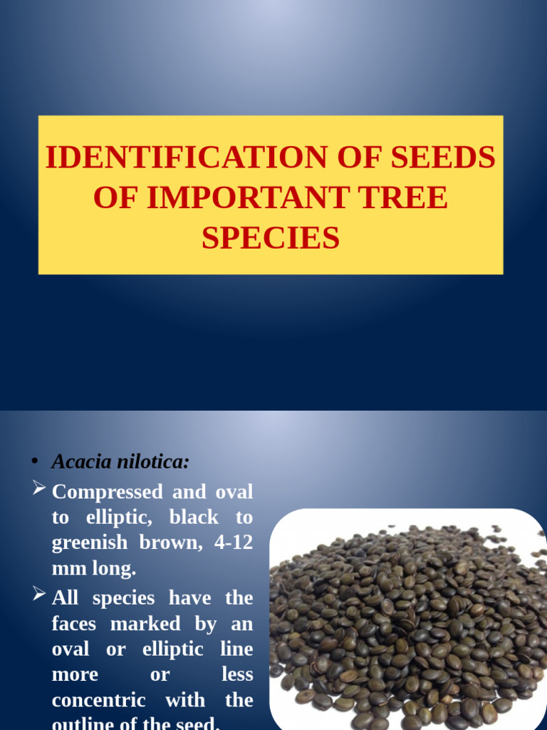 Tree Seed Identification Guide | PDF | Seed | Plants