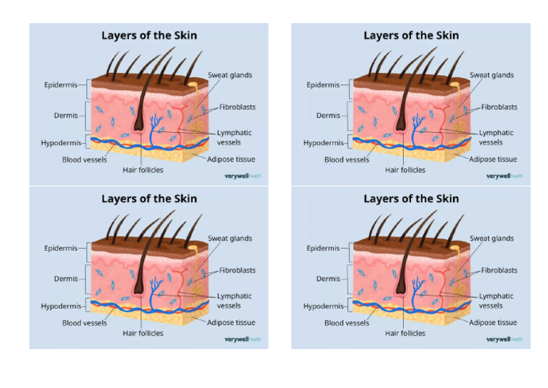 Layers of The Skin | PDF