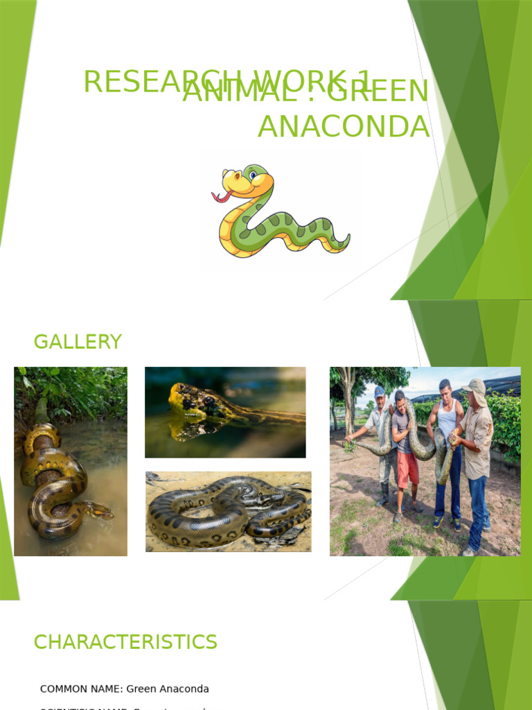 Green Anaconda: Life Cycle and Diet | PDF