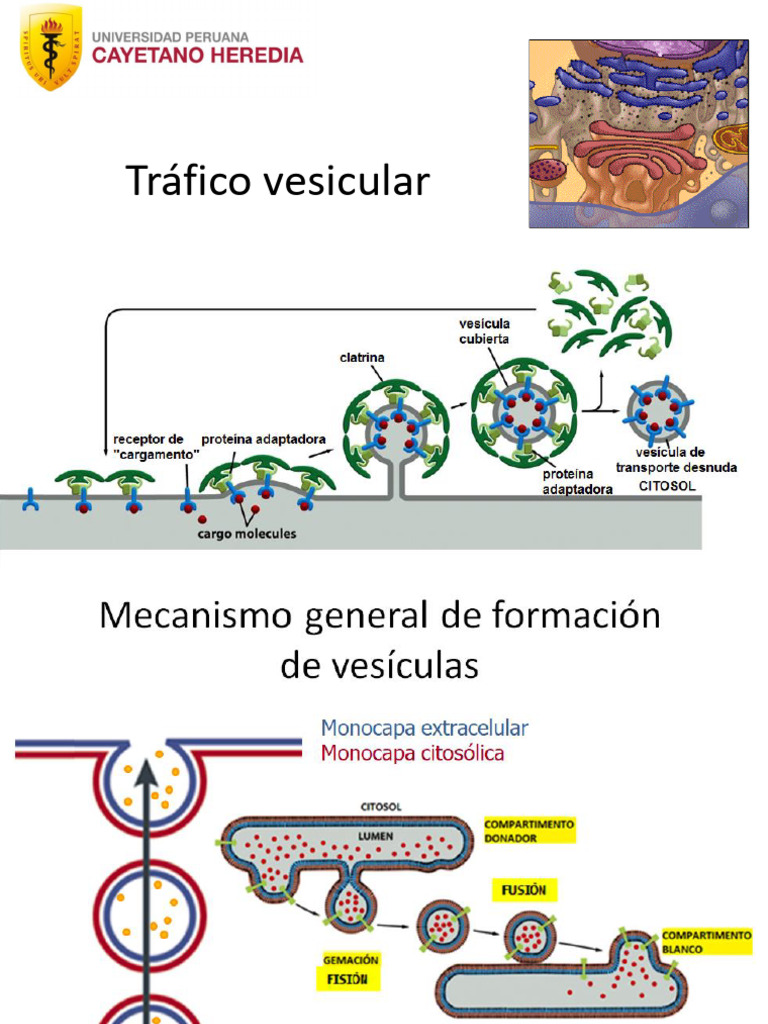 Tráfico Vesicular y Endocitosis | PDF