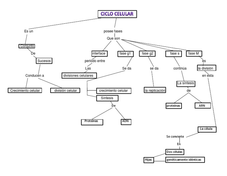 Mapa Conceptual del Ciclo Celular | PDF | Cocina, comidas y vino