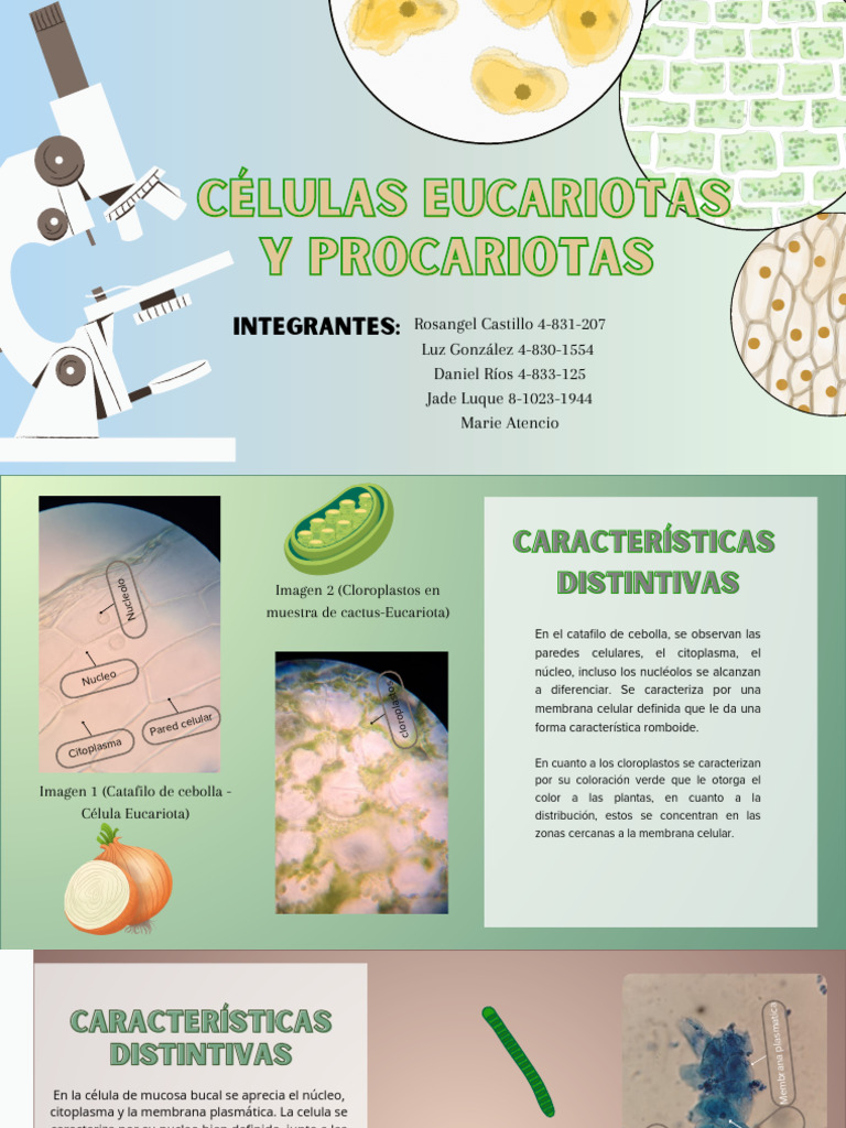 Comparativa de Células Eucariotas y Procariotas | PDF | Biología ...
