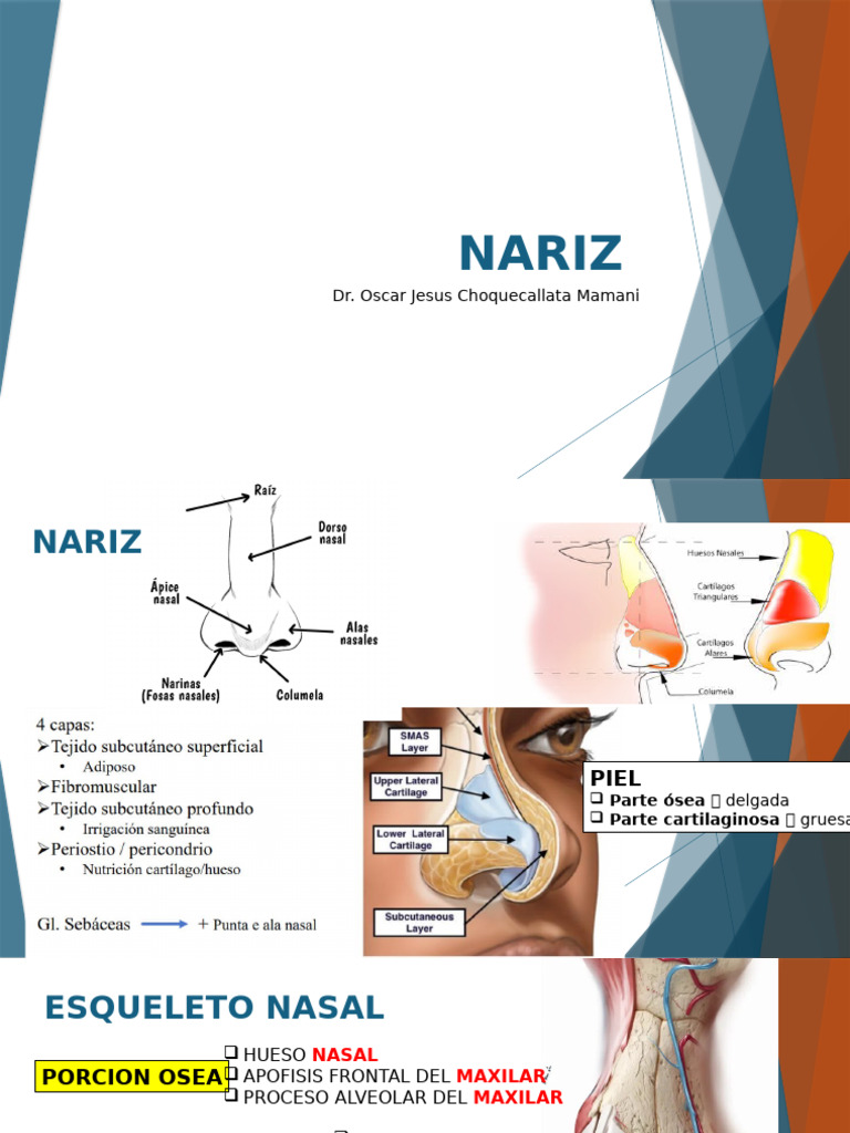 Anatomía y Funciones de la Nariz | PDF | Nariz humana | Anatomía humana