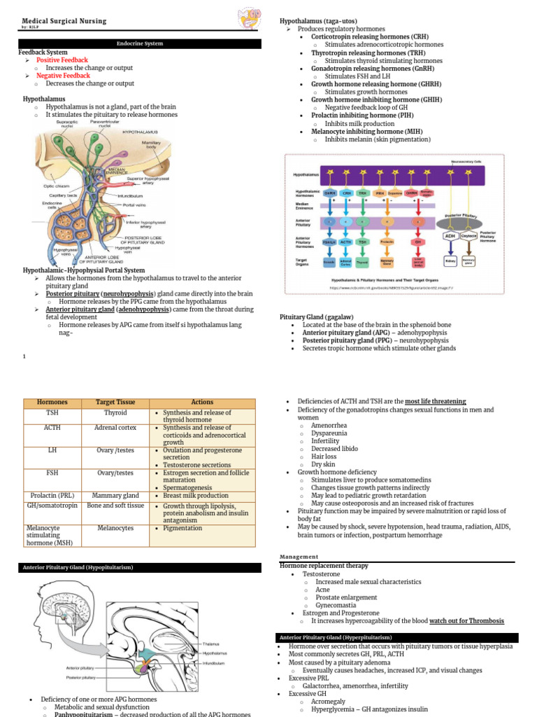 Endocrine Disorders Overview | PDF | Endocrine System | Adrenal Gland