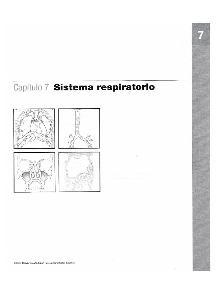 Netter Cap 7. Sistema Respiratorio | PDF