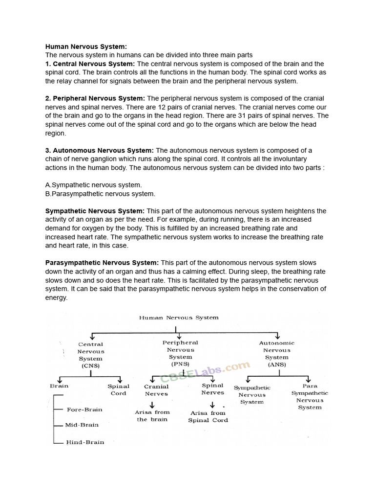 Overview of the Human Nervous System | PDF | Nervous System | Brain