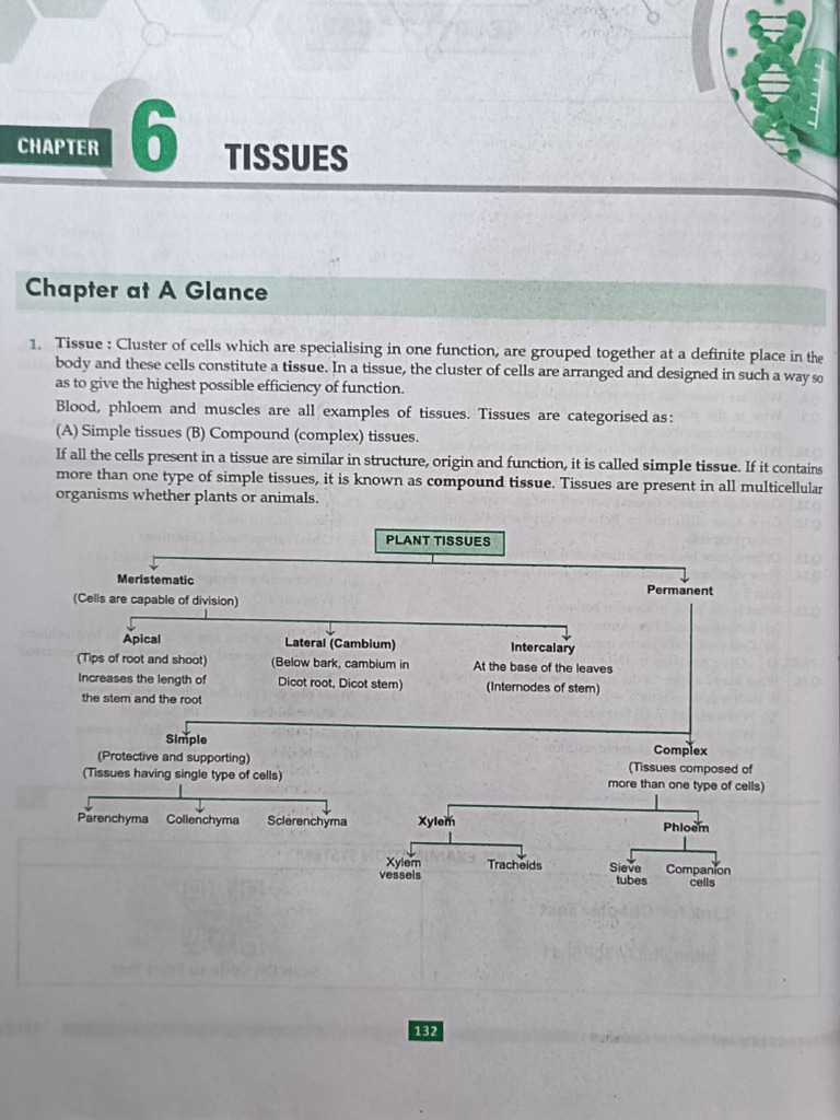 Understanding Plant and Animal Tissues | PDF | Tissue (Biology ...