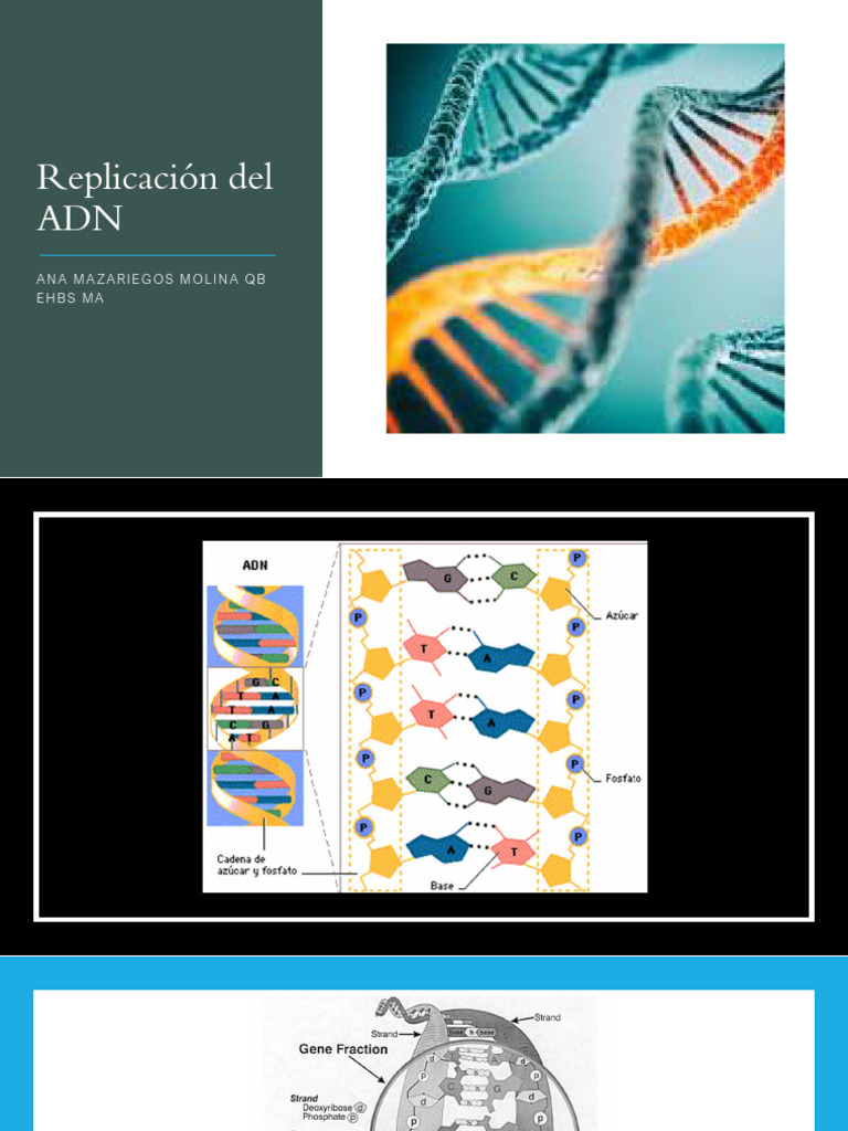 Proceso de Replicación y Regulación del ADN | PDF | Rna | Adn
