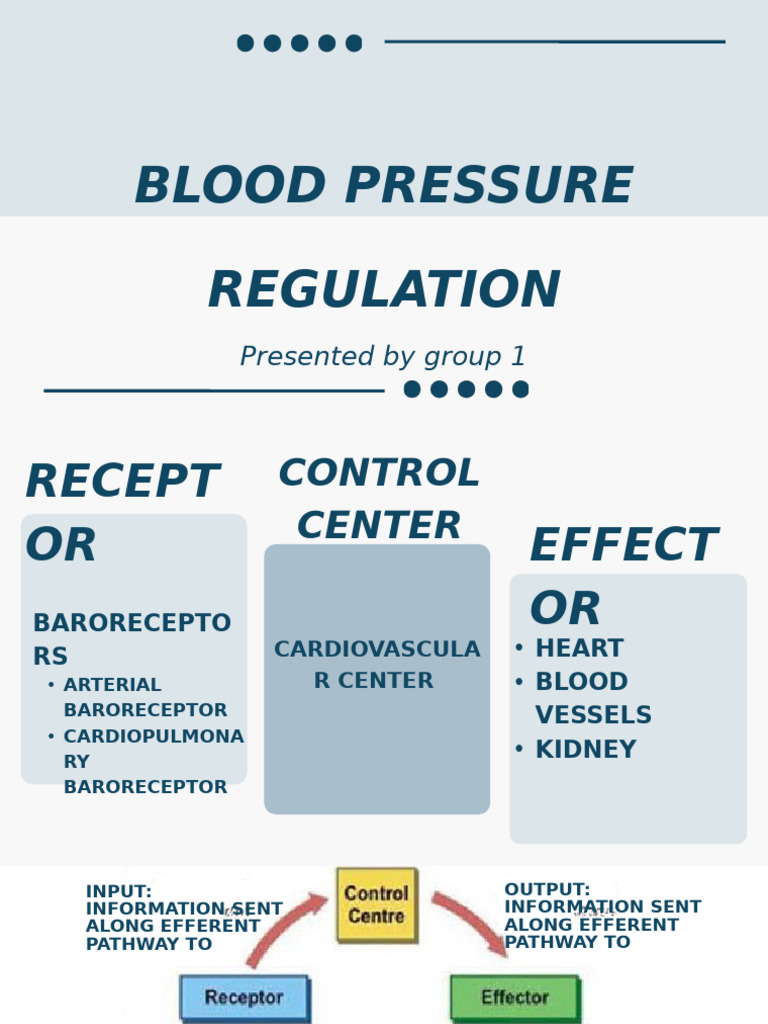 Blood Pressure Regulation Overview | PDF