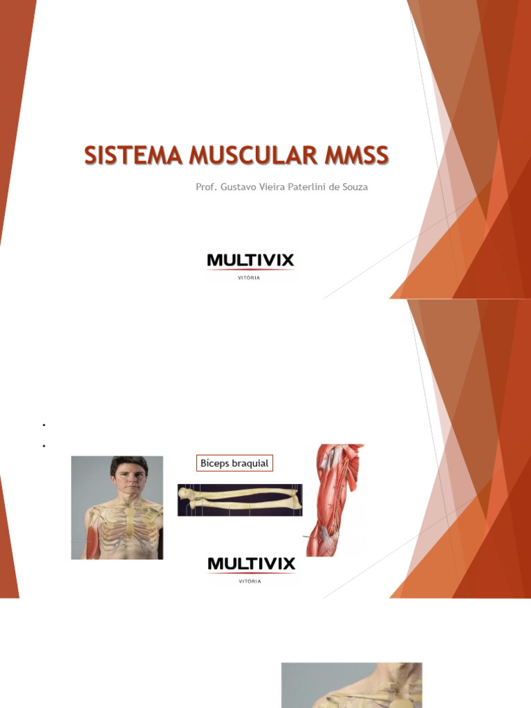 Anatomia dos Músculos dos MMSS | PDF | Cotovelo | Membros (anatomia)