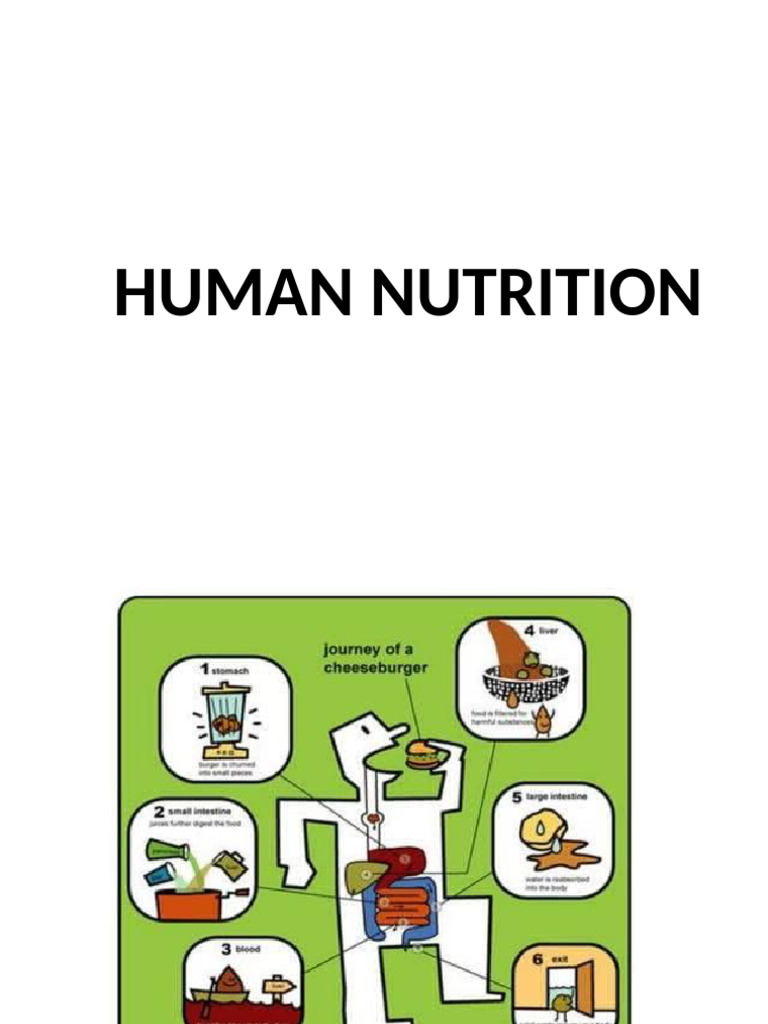 Human Nutrition Basics Explained | PDF