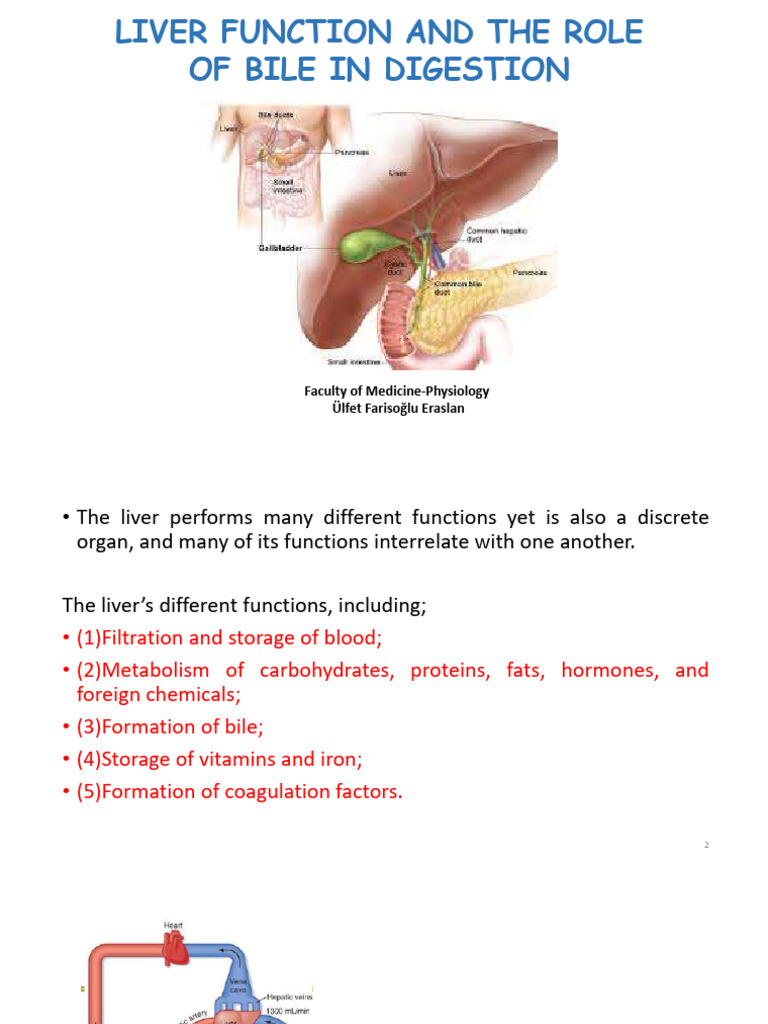 Liver, Large Intestine, Bile Secretion, Digestion and Absorption | PDF ...