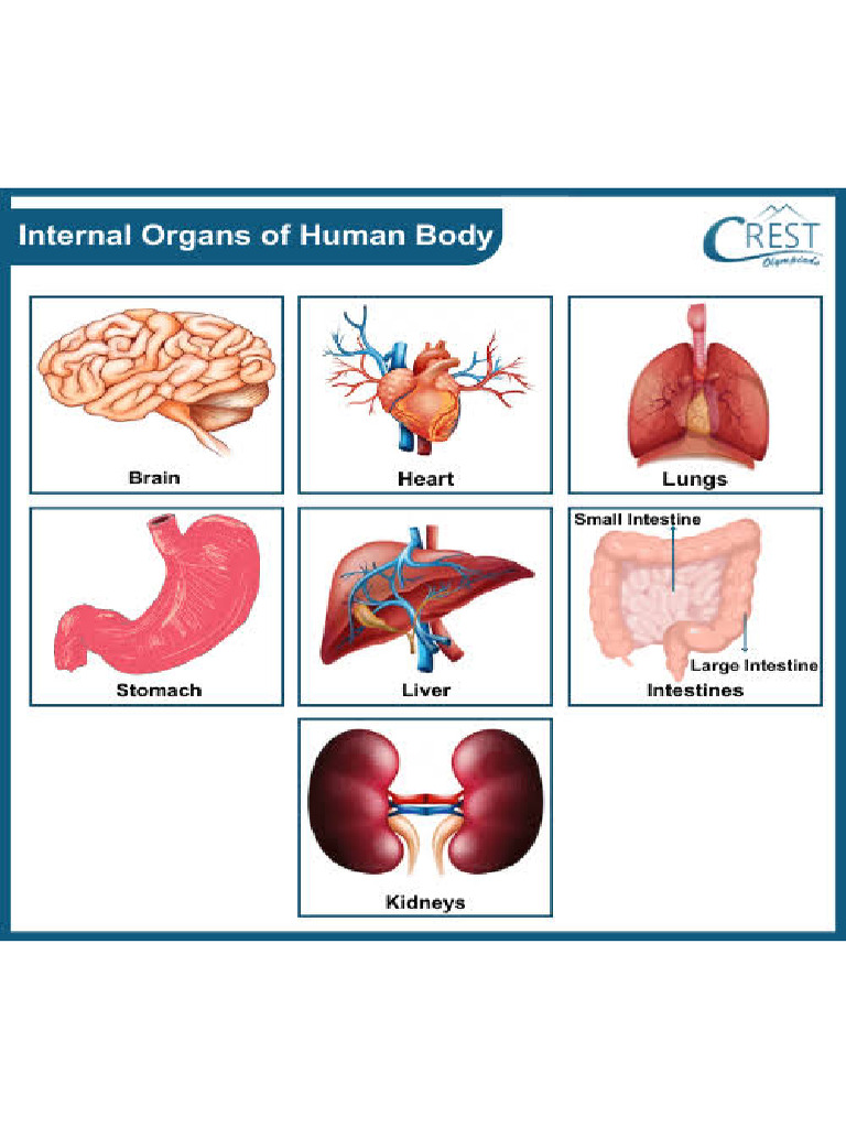 Internal Organs | PDF