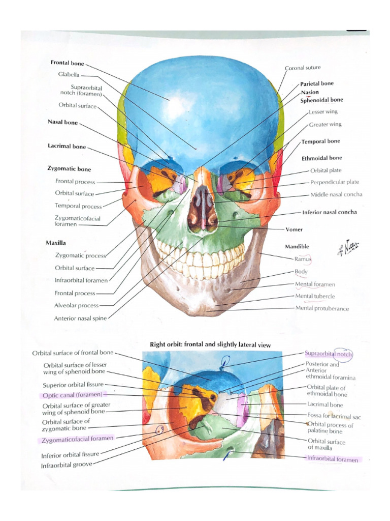 Frontal Bone | PDF
