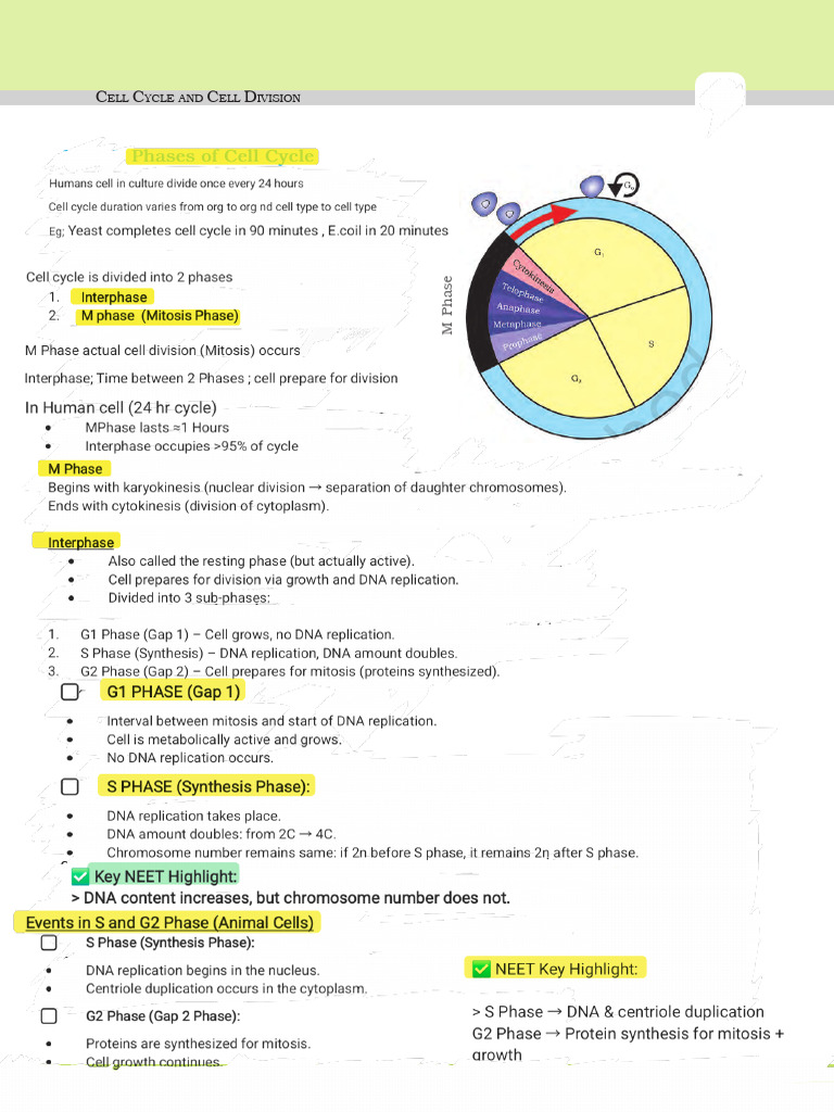 Cell Cycle Chatgpt 250714 010742 | PDF | Meiosis | Mitosis