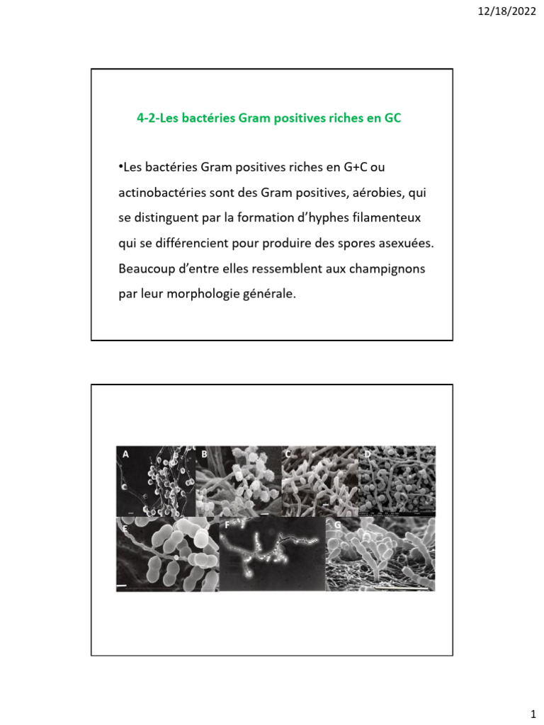Actinobactéries : Classification et Rôle | PDF | Organismes | Prokaryota
