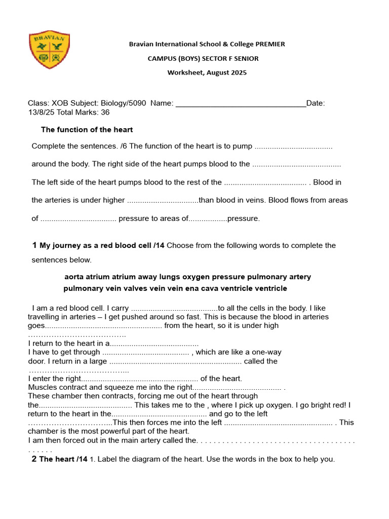 Heart Structure and Function Worksheet | PDF | Heart | Atrium (Heart)