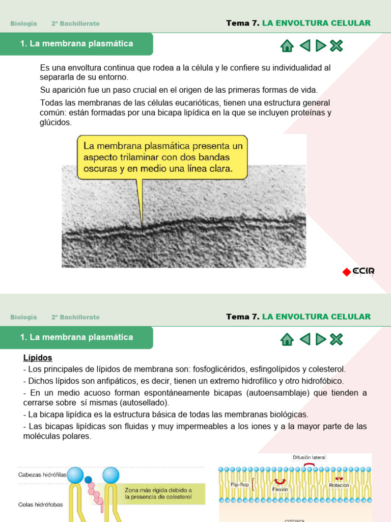 Estructura y Funciones de la Membrana Celular | PDF | Membrana celular ...